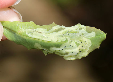 Leaf Mine - Unknown sp. I'm not sure if these mines are considered blotch mines or linear blotch mines. They were made on the upper surface of a woody plant (Maybe Jewelweed, Impatiens sp.). The frass seemed somewhat scattered.

 I was thinking that they could be Cameraria sp., but that is a complete guess.

Habitat: Edge of a wetland
https://www.jungledragon.com/image/81546/leaf_mine_-_unknown_sp.html Geotagged,Spring,United States,blotch mine,cameraria,leaf mine,leaf mines,linear blotch mine