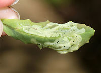 Leaf Mine - Unknown sp. I'm not sure if these mines are considered blotch mines or linear blotch mines. They were made on the upper surface of a woody plant (Maybe Jewelweed, Impatiens sp.). The frass seemed somewhat scattered.<br />
<br />
 I was thinking that they could be Cameraria sp., but that is a complete guess.<br />
<br />
Habitat: Edge of a wetland<br />
https://www.jungledragon.com/image/81546/leaf_mine_-_unknown_sp.html Geotagged,Spring,United States,blotch mine,cameraria,leaf mine,leaf mines,linear blotch mine