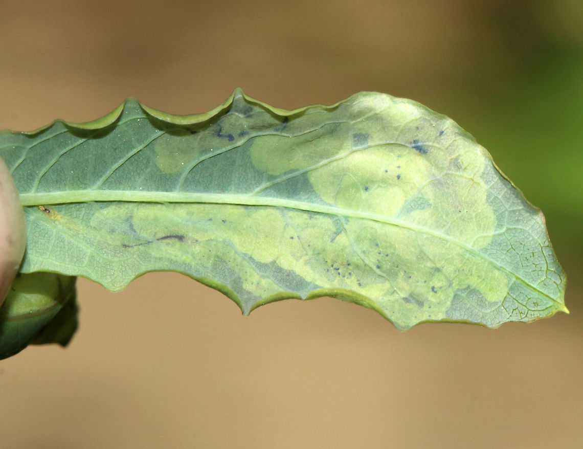 Leaf Mine - Unknown sp. I'm not sure if these mines are considered blotch mines or linear blotch mines. They were made on the upper surface of a woody plant (Maybe Jewelweed, Impatiens sp.). The frass seemed somewhat scattered.<br />
<br />
 I was thinking that they could be Cameraria sp., but that is a complete guess.<br />
<br />
Habitat: Edge of a wetland<br />
<figure class="photo"><a href="https://www.jungledragon.com/image/81545/leaf_mine_-_unknown_sp.html" title="Leaf Mine - Unknown sp."><img src="https://s3.amazonaws.com/media.jungledragon.com/images/3232/81545_thumb.jpg?AWSAccessKeyId=05GMT0V3GWVNE7GGM1R2&Expires=1769040010&Signature=AZ2aWKWZzrwODqLG3PfsByBAwAU%3D" width="200" height="146" alt="Leaf Mine - Unknown sp. I'm not sure if these mines are considered blotch mines or linear blotch mines. They were made on the upper surface of a woody plant (Maybe Jewelweed, Impatiens sp.). The frass seemed somewhat scattered.<br />
<br />
 I was thinking that they could be Cameraria sp., but that is a complete guess.<br />
<br />
Habitat: Edge of a wetland<br />
https://www.jungledragon.com/image/81546/leaf_mine_-_unknown_sp.html Geotagged,Spring,United States,blotch mine,cameraria,leaf mine,leaf mines,linear blotch mine" /></a></figure> Geotagged,Spring,United States