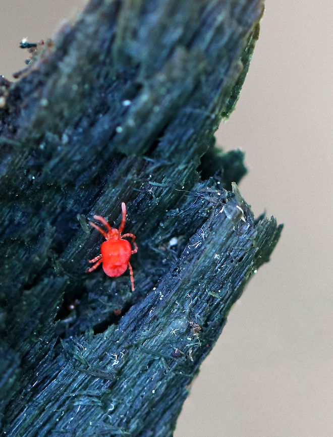 Red Velvet Mite - Family Trombidiidae There were quite a few of these mites in the woods. This one was one blue wood - infected by the fungus, Chlorociboria sp.<br />
<br />
Habitat: Wetland Chlorociboria,Geotagged,Red Velvet Mite,Spring,Trombidiidae,United States,mite,red mite