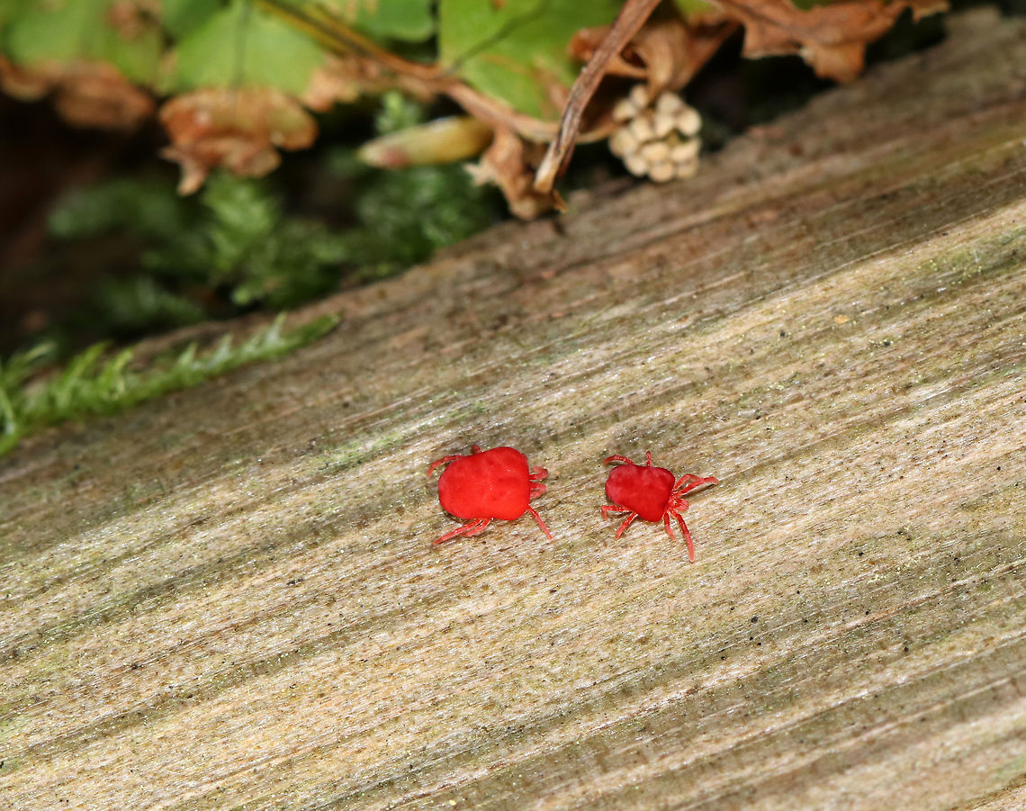 Red Velvet Mite - Family Trombidiidae <br />
There were quite a few of these mites in the woods. <br />
<br />
Habitat: Wetland Geotagged,Spring,Trombidiidae,United States,mite,mites,red mite,red velvet mite