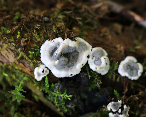 Brittle Cinder Fungus - Kretzschmaria deusta Flat and gray with white edges. These are new fruiting bodies, which develop in the spring. As they mature, their appearance changes and looks like asphalt with black, lumpy crusts.

Habitat: Rotting, mossy wood in a mixed forest
https://www.jungledragon.com/image/81550/brittle_cinder_fungus_-_kretzschmaria_deusta.html Brittle cinder,Geotagged,Kretzschmaria deusta,Spring,United States