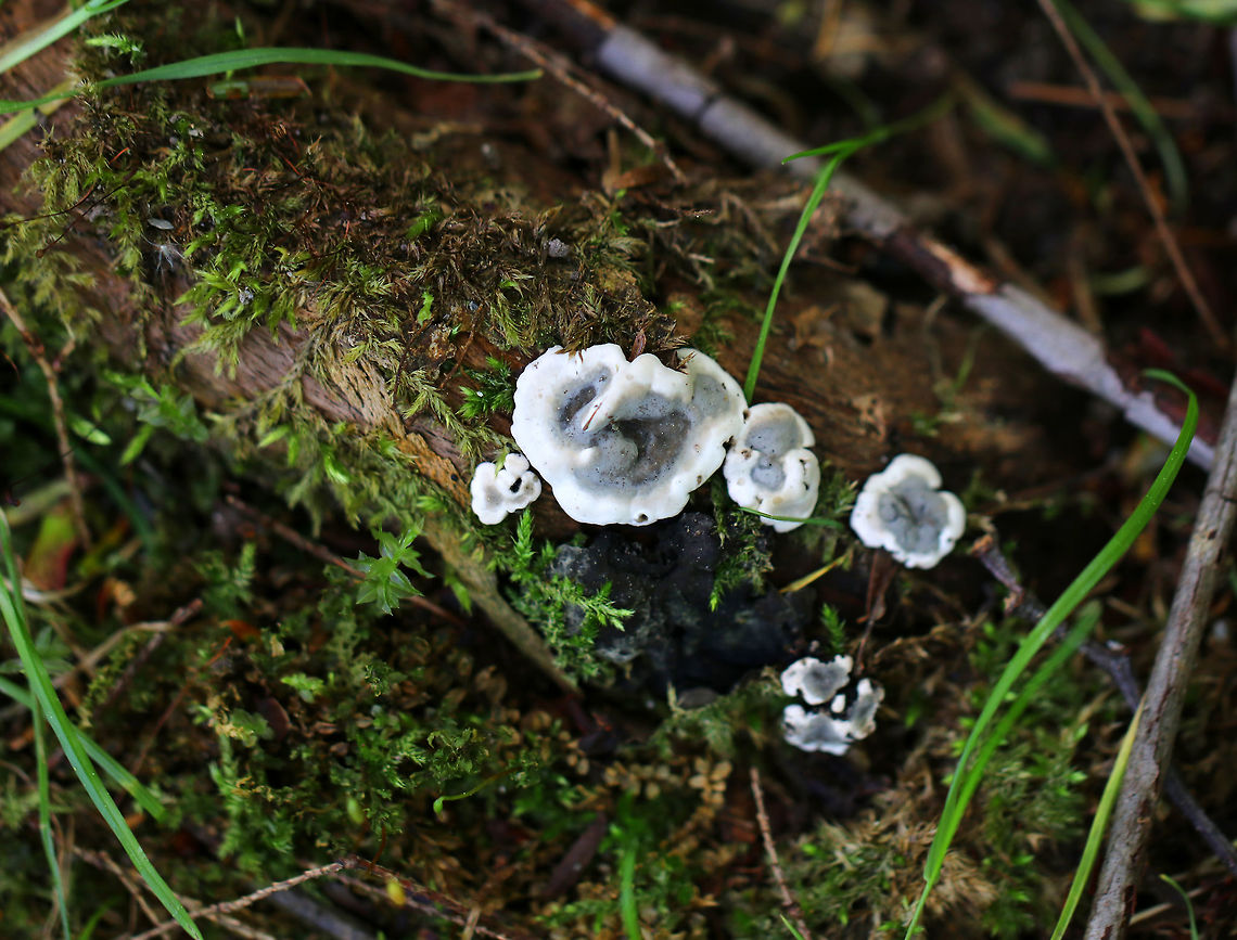 Brittle Cinder Fungus - Kretzschmaria deusta Flat and gray with white edges. These are new fruiting bodies, which develop in the spring. As they mature, their appearance changes and looks like asphalt with black, lumpy crusts.<br />
<br />
Habitat: Rotting, mossy wood in a mixed forest<br />
<figure class="photo"><a href="https://www.jungledragon.com/image/81549/brittle_cinder_fungus_-_kretzschmaria_deusta.html" title="Brittle Cinder Fungus - Kretzschmaria deusta"><img src="https://s3.amazonaws.com/media.jungledragon.com/images/3232/81549_thumb.jpg?AWSAccessKeyId=05GMT0V3GWVNE7GGM1R2&Expires=1769040010&Signature=5F1JKROkztpu2sFzMu7PJgopebU%3D" width="200" height="160" alt="Brittle Cinder Fungus - Kretzschmaria deusta Flat and gray with white edges. These are new fruiting bodies, which develop in the spring. As they mature, their appearance changes and looks like asphalt with black, lumpy crusts.<br />
<br />
Habitat: Rotting, mossy wood in a mixed forest<br />
https://www.jungledragon.com/image/81550/brittle_cinder_fungus_-_kretzschmaria_deusta.html Brittle cinder,Geotagged,Kretzschmaria deusta,Spring,United States" /></a></figure> Brittle cinder,Geotagged,Kretzschmaria deusta,Spring,United States