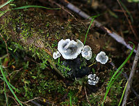 Brittle Cinder Fungus - Kretzschmaria deusta Flat and gray with white edges. These are new fruiting bodies, which develop in the spring. As they mature, their appearance changes and looks like asphalt with black, lumpy crusts.<br />
<br />
Habitat: Rotting, mossy wood in a mixed forest<br />
https://www.jungledragon.com/image/81549/brittle_cinder_fungus_-_kretzschmaria_deusta.html Brittle cinder,Geotagged,Kretzschmaria deusta,Spring,United States