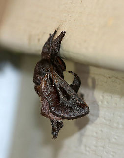 Acharia stimulea - Saddleback Caterpillar Moth WS: ~30 mm. Dark brown moth with black shading. FW has one white dot near base and a few near the apex.

Habitat: Attracted to a 395 nm LED light in a semi-rural area Acharia stimulea,Geotagged,Saddleback Caterpillar,Summer,United States,moth