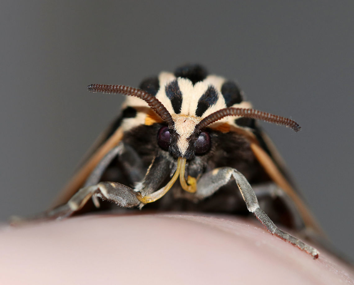 Virgin Tiger Moth - Apantesis virgo TL: 30-35 mm. Black FW with cream-colored border and stripes along the veins.W-shaped ST line. Red HW is boldly marked with black spots. Hosts: Low plants, such as clover, lettuce, and plantain.<br />
<br />
Habitat: Attracted to a 395 nm LED light in a semi-rural area<br />
<figure class="photo"><a href="https://www.jungledragon.com/image/81582/virgin_tiger_moth_-_apantesis_virgo.html" title="Virgin Tiger Moth - Apantesis virgo"><img src="https://s3.amazonaws.com/media.jungledragon.com/images/3232/81582_thumb.jpg?AWSAccessKeyId=05GMT0V3GWVNE7GGM1R2&Expires=1759968010&Signature=exAV%2B5XUrgUoUMlrOuXw1EDue90%3D" width="200" height="176" alt="Virgin Tiger Moth - Apantesis virgo TL: 30-35 mm. Black FW with cream-colored border and stripes along the veins.W-shaped ST line. Red HW is boldly marked with black spots. Hosts: Low plants, such as clover, lettuce, and plantain.<br />
<br />
Habitat: Attracted to a 395 nm LED light in a semi-rural area<br />
https://www.jungledragon.com/image/81584/virgin_tiger_moth_-_apantesis_virgo.html<br />
https://www.jungledragon.com/image/81583/virgin_tiger_moth_-_apantesis_virgo.html<br />
https://www.jungledragon.com/image/81581/virgin_tiger_moth_-_apantesis_virgo.html Apantesis,Apantesis virgo,Geotagged,Grammia virgo,Moth,Summer,United States,Virgin tiger moth" /></a></figure><br />
<figure class="photo"><a href="https://www.jungledragon.com/image/81583/virgin_tiger_moth_-_apantesis_virgo.html" title="Virgin Tiger Moth - Apantesis virgo"><img src="https://s3.amazonaws.com/media.jungledragon.com/images/3232/81583_thumb.jpg?AWSAccessKeyId=05GMT0V3GWVNE7GGM1R2&Expires=1759968010&Signature=tx8Xn%2FZGvcZkB%2F0BC0uMwHopovE%3D" width="200" height="138" alt="Virgin Tiger Moth - Apantesis virgo *It was fluttering its wings in this photo - this was the only way I could get a shot of the HW.<br />
<br />
TL: 30-35 mm. Black FW with cream-colored border and stripes along the veins.W-shaped ST line. Red HW is boldly marked with black spots. Hosts: Low plants, such as clover, lettuce, and plantain.<br />
<br />
Habitat: Attracted to a 395 nm LED light in a semi-rural area<br />
https://www.jungledragon.com/image/81584/virgin_tiger_moth_-_apantesis_virgo.html<br />
https://www.jungledragon.com/image/81582/virgin_tiger_moth_-_apantesis_virgo.html<br />
https://www.jungledragon.com/image/81581/virgin_tiger_moth_-_apantesis_virgo.html Geotagged,Grammia virgo,Summer,United States,Virgin tiger moth" /></a></figure><br />
<figure class="photo"><a href="https://www.jungledragon.com/image/81584/virgin_tiger_moth_-_apantesis_virgo.html" title="Virgin Tiger Moth - Apantesis virgo"><img src="https://s3.amazonaws.com/media.jungledragon.com/images/3232/81584_thumb.jpg?AWSAccessKeyId=05GMT0V3GWVNE7GGM1R2&Expires=1759968010&Signature=RVciyJ3yFtcDMD79FHTSNOGhxDs%3D" width="200" height="150" alt="Virgin Tiger Moth - Apantesis virgo TL: 30-35 mm. Black FW with cream-colored border and stripes along the veins.W-shaped ST line. Red HW is boldly marked with black spots. Hosts: Low plants, such as clover, lettuce, and plantain.<br />
<br />
Habitat: Attracted to a 395 nm LED light in a semi-rural area<br />
https://www.jungledragon.com/image/81583/virgin_tiger_moth_-_apantesis_virgo.html<br />
https://www.jungledragon.com/image/81582/virgin_tiger_moth_-_apantesis_virgo.html<br />
https://www.jungledragon.com/image/81581/virgin_tiger_moth_-_apantesis_virgo.html Geotagged,Grammia virgo,Summer,United States,Virgin tiger moth" /></a></figure> Apantesis virgo,Geotagged,Grammia virgo,Summer,United States,Virgin tiger moth,moth