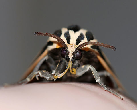 Virgin Tiger Moth - Apantesis virgo TL: 30-35 mm. Black FW with cream-colored border and stripes along the veins.W-shaped ST line. Red HW is boldly marked with black spots. Hosts: Low plants, such as clover, lettuce, and plantain.

Habitat: Attracted to a 395 nm LED light in a semi-rural area
https://www.jungledragon.com/image/81582/virgin_tiger_moth_-_apantesis_virgo.html
https://www.jungledragon.com/image/81583/virgin_tiger_moth_-_apantesis_virgo.html
https://www.jungledragon.com/image/81584/virgin_tiger_moth_-_apantesis_virgo.html Apantesis virgo,Geotagged,Grammia virgo,Summer,United States,Virgin tiger moth,moth