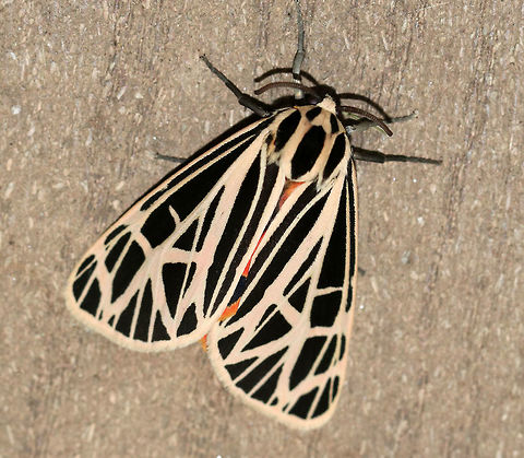 Virgin Tiger Moth - Apantesis virgo TL: 30-35 mm. Black FW with cream-colored border and stripes along the veins.W-shaped ST line. Red HW is boldly marked with black spots. Hosts: Low plants, such as clover, lettuce, and plantain.

Habitat: Attracted to a 395 nm LED light in a semi-rural area
https://www.jungledragon.com/image/81584/virgin_tiger_moth_-_apantesis_virgo.html
https://www.jungledragon.com/image/81583/virgin_tiger_moth_-_apantesis_virgo.html
https://www.jungledragon.com/image/81581/virgin_tiger_moth_-_apantesis_virgo.html Apantesis,Apantesis virgo,Geotagged,Grammia virgo,Moth,Summer,United States,Virgin tiger moth
