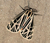 Virgin Tiger Moth - Apantesis virgo TL: 30-35 mm. Black FW with cream-colored border and stripes along the veins.W-shaped ST line. Red HW is boldly marked with black spots. Hosts: Low plants, such as clover, lettuce, and plantain.<br />
<br />
Habitat: Attracted to a 395 nm LED light in a semi-rural area<br />
https://www.jungledragon.com/image/81584/virgin_tiger_moth_-_apantesis_virgo.html<br />
https://www.jungledragon.com/image/81583/virgin_tiger_moth_-_apantesis_virgo.html<br />
https://www.jungledragon.com/image/81581/virgin_tiger_moth_-_apantesis_virgo.html Apantesis,Apantesis virgo,Geotagged,Grammia virgo,Moth,Summer,United States,Virgin tiger moth