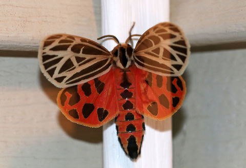 Virgin Tiger Moth - Apantesis virgo *It was fluttering its wings in this photo - this was the only way I could get a shot of the HW.

TL: 30-35 mm. Black FW with cream-colored border and stripes along the veins.W-shaped ST line. Red HW is boldly marked with black spots. Hosts: Low plants, such as clover, lettuce, and plantain.

Habitat: Attracted to a 395 nm LED light in a semi-rural area
https://www.jungledragon.com/image/81584/virgin_tiger_moth_-_apantesis_virgo.html
https://www.jungledragon.com/image/81582/virgin_tiger_moth_-_apantesis_virgo.html
https://www.jungledragon.com/image/81581/virgin_tiger_moth_-_apantesis_virgo.html Geotagged,Grammia virgo,Summer,United States,Virgin tiger moth