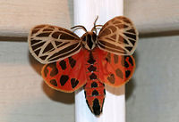 Virgin Tiger Moth - Apantesis virgo *It was fluttering its wings in this photo - this was the only way I could get a shot of the HW.<br />
<br />
TL: 30-35 mm. Black FW with cream-colored border and stripes along the veins.W-shaped ST line. Red HW is boldly marked with black spots. Hosts: Low plants, such as clover, lettuce, and plantain.<br />
<br />
Habitat: Attracted to a 395 nm LED light in a semi-rural area<br />
https://www.jungledragon.com/image/81584/virgin_tiger_moth_-_apantesis_virgo.html<br />
https://www.jungledragon.com/image/81582/virgin_tiger_moth_-_apantesis_virgo.html<br />
https://www.jungledragon.com/image/81581/virgin_tiger_moth_-_apantesis_virgo.html Geotagged,Grammia virgo,Summer,United States,Virgin tiger moth