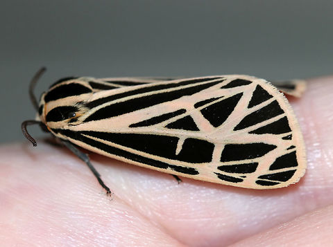 Virgin Tiger Moth - Apantesis virgo TL: 30-35 mm. Black FW with cream-colored border and stripes along the veins.W-shaped ST line. Red HW is boldly marked with black spots. Hosts: Low plants, such as clover, lettuce, and plantain.

Habitat: Attracted to a 395 nm LED light in a semi-rural area
https://www.jungledragon.com/image/81583/virgin_tiger_moth_-_apantesis_virgo.html
https://www.jungledragon.com/image/81582/virgin_tiger_moth_-_apantesis_virgo.html
https://www.jungledragon.com/image/81581/virgin_tiger_moth_-_apantesis_virgo.html Geotagged,Grammia virgo,Summer,United States,Virgin tiger moth