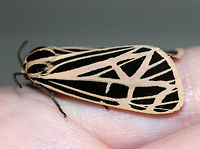 Virgin Tiger Moth - Apantesis virgo TL: 30-35 mm. Black FW with cream-colored border and stripes along the veins.W-shaped ST line. Red HW is boldly marked with black spots. Hosts: Low plants, such as clover, lettuce, and plantain.<br />
<br />
Habitat: Attracted to a 395 nm LED light in a semi-rural area<br />
https://www.jungledragon.com/image/81583/virgin_tiger_moth_-_apantesis_virgo.html<br />
https://www.jungledragon.com/image/81582/virgin_tiger_moth_-_apantesis_virgo.html<br />
https://www.jungledragon.com/image/81581/virgin_tiger_moth_-_apantesis_virgo.html Geotagged,Grammia virgo,Summer,United States,Virgin tiger moth