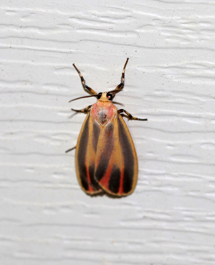 Painted Lichen Moth -  Hypoprepia fucosa TL: ~15 mm.  FW has yellow border  and shading along the central veins tinged red in ST area. Reddish stripes on thorax and collar. Hosts: Lichen and moss.<br />
<br />
Habitat: Attracted to a 395 nm LED light in a semi-rural area Geotagged,Hypoprepia,Hypoprepia fucosa,Painted lichen moth,Summer,United States,moth