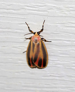 Painted Lichen Moth -  Hypoprepia fucosa TL: ~15 mm.  FW has yellow border  and shading along the central veins tinged red in ST area. Reddish stripes on thorax and collar. Hosts: Lichen and moss.

Habitat: Attracted to a 395 nm LED light in a semi-rural area Geotagged,Hypoprepia,Hypoprepia fucosa,Painted lichen moth,Summer,United States,moth