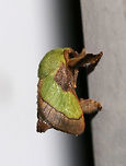 Smaller Parasa Moth - Parasa chloris TL: ~15 mm. Green, hairy thorax. Forewings are brown with large green patch that has a nearly straight outer edge. Hosts: Deciduous trees<br />
<br />
Habitat: Attracted to a 395 nm LED light in a semi-rural area<br />
https://www.jungledragon.com/image/81587/smaller_parasa_moth_-_parasa_chloris.html Geotagged,Parasa,Parasa chloris,Smaller Parasa Moth,Summer,United States,moth