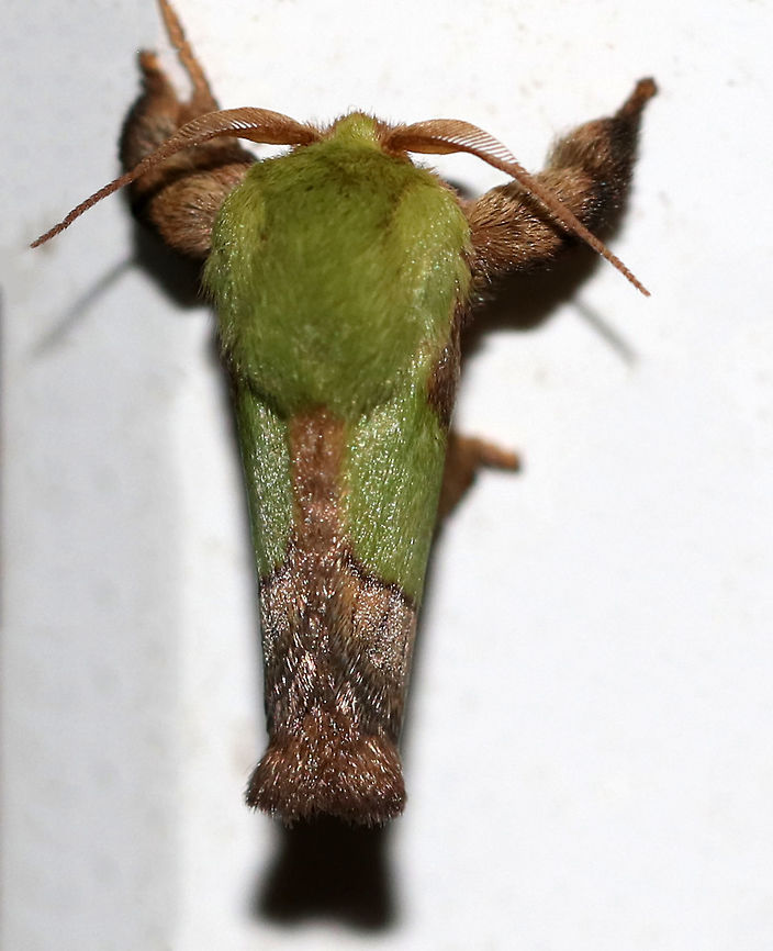 Smaller Parasa Moth - Parasa chloris TL: ~15 mm. Green, hairy thorax. Forewings are brown with large green patch that has a nearly straight outer edge. Hosts: Deciduous trees<br />
<br />
Habitat: Attracted to a 395 nm LED light in a semi-rural area<br />
<figure class="photo"><a href="https://www.jungledragon.com/image/81586/smaller_parasa_moth_-_parasa_chloris.html" title="Smaller Parasa Moth - Parasa chloris"><img src="https://s3.amazonaws.com/media.jungledragon.com/images/3232/81586_thumb.jpg?AWSAccessKeyId=05GMT0V3GWVNE7GGM1R2&Expires=1759968010&Signature=th4z%2FCpVavxGgN35T%2FUHE4qULvY%3D" width="116" height="152" alt="Smaller Parasa Moth - Parasa chloris TL: ~15 mm. Green, hairy thorax. Forewings are brown with large green patch that has a nearly straight outer edge. Hosts: Deciduous trees<br />
<br />
Habitat: Attracted to a 395 nm LED light in a semi-rural area<br />
https://www.jungledragon.com/image/81587/smaller_parasa_moth_-_parasa_chloris.html Geotagged,Parasa,Parasa chloris,Smaller Parasa Moth,Summer,United States,moth" /></a></figure> Geotagged,Parasa chloris,Smaller Parasa Moth,Summer,United States