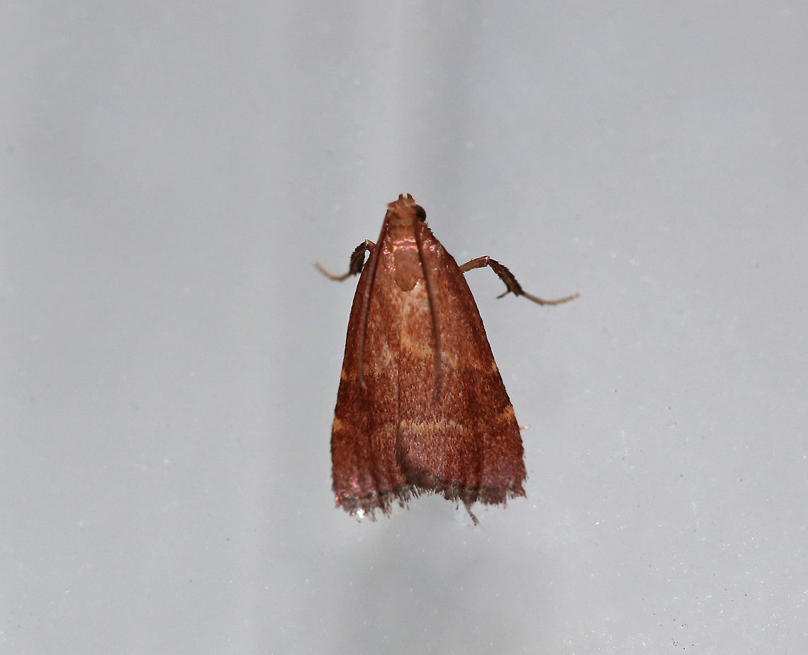 Posturing Arta Moth - Arta statalis Total length: 10 mm. Reddish brown forewings with two tan/yellow lines crossing them. This moth was resting with its forelegs pushed up.<br />
<br />
Habitat: Attracted to a 395 nm LED light in a semi-rural area. Arta statalis,Geotagged,Posturing arta moth,Summer,United States,arta,moth