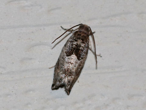 Cottonwood Twig Borer - Gypsonoma haimbachiana TL: ~8 mm. Whitish FW with sharply angled border. Host: Cottonwood

Habitat: Attracted to a 395 nm LED light in a semi-rural area Cottonwood Twig Borer,Geotagged,Gypsonoma haimbachiana,Summer,United States,moth