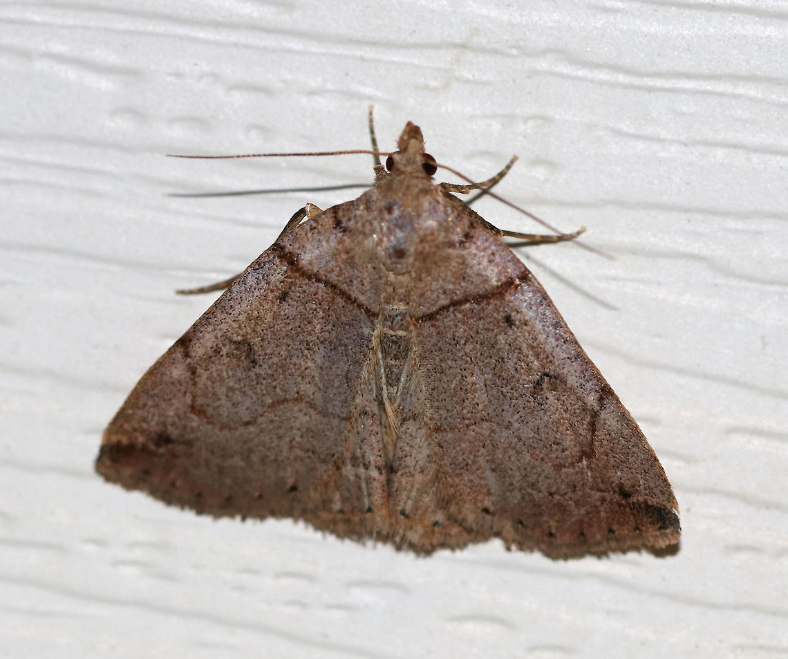 Variable Fan-Foot - Zanclognatha laevigata <br />
TL: ~20 mm. Very variable species!<br />
<br />
Habitat: Attracted to a light in a semi-rural area Geotagged,Summer,United States,Variable Fan-Foot,Zanclognatha laevigata