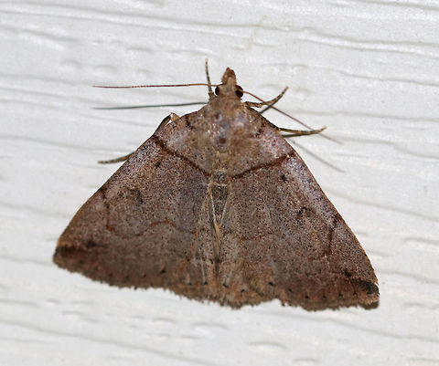 Variable Fan-Foot - Zanclognatha laevigata 
TL: ~20 mm. Very variable species!

Habitat: Attracted to a light in a semi-rural area Geotagged,Summer,United States,Variable Fan-Foot,Zanclognatha laevigata