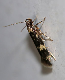 Four-spotted Yellowneck - Oegoconia novimundi TL: ~8 mm. Blackish FW boldly marked with pale yellow bands. Host: Detritus in leaf litter.

Habitat: Attracted to a 395 nm LED light Four-spotted Yellowneck,Geotagged,Oegoconia novimundi,Summer,United States,moth