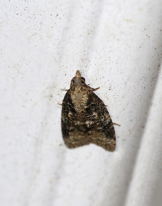 Exasperating Platynota - Platynota exasperatana TL: ~10 mm. FW has dark median area overlaid with black lines. Host: Unknown<br />
<br />
Habitat: Attracted to a 395 nm LED light in a semi-rural area Exasperating platynota moth,Geotagged,Platynota exasperatana,Summer,United States,moth