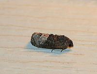 Locust Twig Borer - Ecdytolopha insiticiana TL: ~10 mm. Mottled, grayish brown FW with a marbled appearance. Black median band has a white discal spot. Host: Black Locust<br />
<br />
Habitat: Attracted to a 395 nm LED light in a semi-rural area Ecdytolopha insiticiana,Geotagged,Locust Twig Borer,Summer,United States