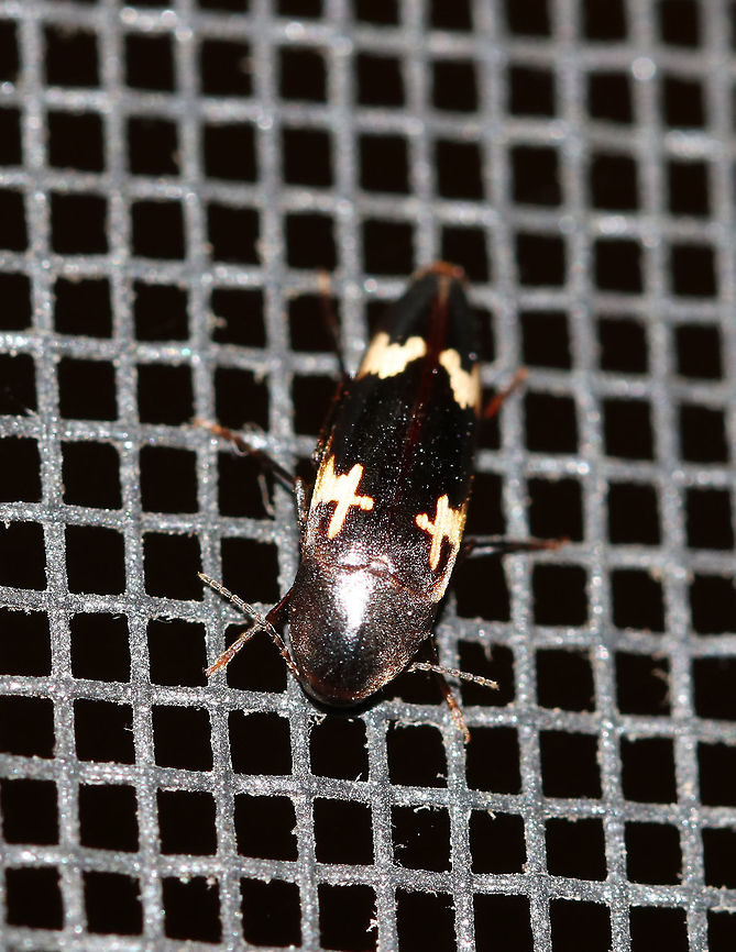 Dircaea liturata TL: ~10 mm. Elongate-oval, tapering in the posterior. Dark brown elytra with irregular, H-shaped yellowish spots. Host: Beech (Fagus sp.)?<br />
<br />
Habitat: Attracted to a light in a semi-rural area Dircaea,Dircaea liturata,Geotagged,Summer,United States,beetle