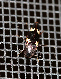 Dircaea liturata TL: ~10 mm. Elongate-oval, tapering in the posterior. Dark brown elytra with irregular, H-shaped yellowish spots. Host: Beech (Fagus sp.)?

Habitat: Attracted to a light in a semi-rural area Dircaea,Dircaea liturata,Geotagged,Summer,United States,beetle