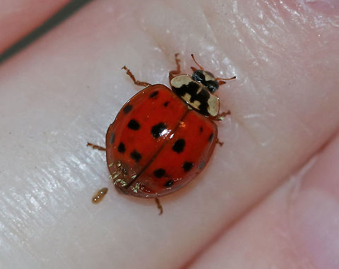 Hesperomyces harmoniae on Harmonia axyridis Not only did this beetle poop on me, but it has a parasitic fungus, Hesperomyces virescens, growing on its elytra. The fungus spreads during mating and through encounters with infected ladybugs; it can easily spread among ladybugs overwintering in groups. Despite the probable discomfort and sometimes impairments to movement, most infected ladybugs lead full and happy lives.

Habitat: The beetle was attracted to a light in a rural area. Geotagged,Green Beetle Hanger,Harmonia axyridis,Hesperomyces harmoniae,Hesperomyces virescens,Summer,United States,beetle,beetle hanger