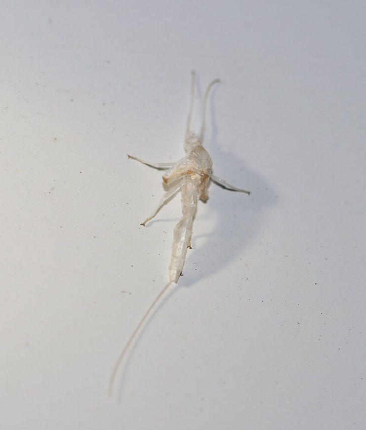 Mayfly Subimago Exuvia Mayflies are aquatic insects that spend the majority of their lives in water. The nymphs float to the surface of the water when they are ready to become subimagos. They split open on the surface of the water, and the subimago emerges. The subimago then flies off when able and will molt again into the imago (adult) stage within a day or two. They need the extra molt because when molting to imago, their wings and legs grow longer, which is important for flight and mating. The imago only lives for a day or so, then dies.<br />
<br />
Habitat: Near a light in a semi-rural area. I frequently get mayflies at my moth lights. Ephemeroptera,Geotagged,Summer,United States,exuvia,mayfly,mayfly exuvia,subimago