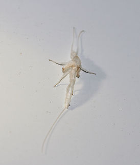 Mayfly Subimago Exuvia Mayflies are aquatic insects that spend the majority of their lives in water. The nymphs float to the surface of the water when they are ready to become subimagos. They split open on the surface of the water, and the subimago emerges. The subimago then flies off when able and will molt again into the imago (adult) stage within a day or two. They need the extra molt because when molting to imago, their wings and legs grow longer, which is important for flight and mating. The imago only lives for a day or so, then dies.

Habitat: Near a light in a semi-rural area. I frequently get mayflies at my moth lights. Ephemeroptera,Geotagged,Summer,United States,exuvia,mayfly,mayfly exuvia,subimago