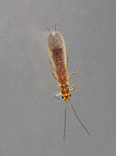 Stonefly - Order Plecoptera Habitat: Attracted to a light in a semi-rural area, less than a 1/2 mile from a river and wetland. Geotagged,Plecoptera,Summer,United States,stonefly