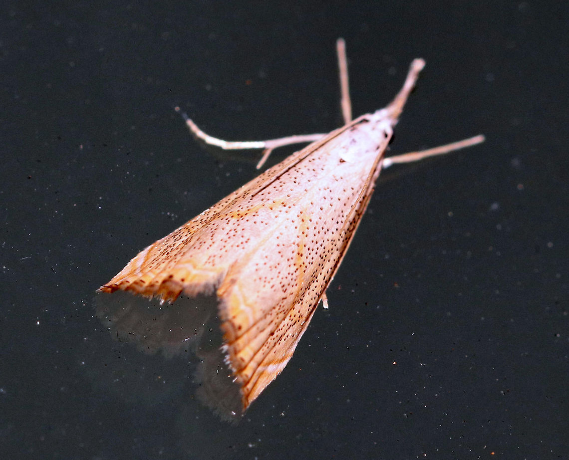 Peppered Haimbachia Moth - Haimbachia placidellus Sorry for the bad photo, but this moth was awesome! Sadly, it was out of reach. Hopefully it will return to my light.<br />
<br />
TL: ~15 mm. White FW that was peppered with dusky scales. Median line with a black dot at midpoint. Curved, double ST line. Hosts: unknown<br />
<br />
Habitat: Attracted to a 395 LED light in a semi-rural area Geotagged,Haimbachia placidellus,Peppered Haimbachia Moth,Summer,United States,moth