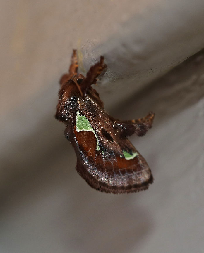 Euclea delphinii - Spiny Oak-Slug Moth TL: ~12 mm. Brown FW marked with chestnut and black patches. Isolated green patches in inner median and subapical areas. Hosts: Trees and woody plants.<br />
<br />
Habitat: Attracted to LED lights (395 and 385) in a semi-rural area Euclea  delphinii,Euclea delphinii,Geotagged,Summer,United States,euclea,moth,spiny oak-slug moth