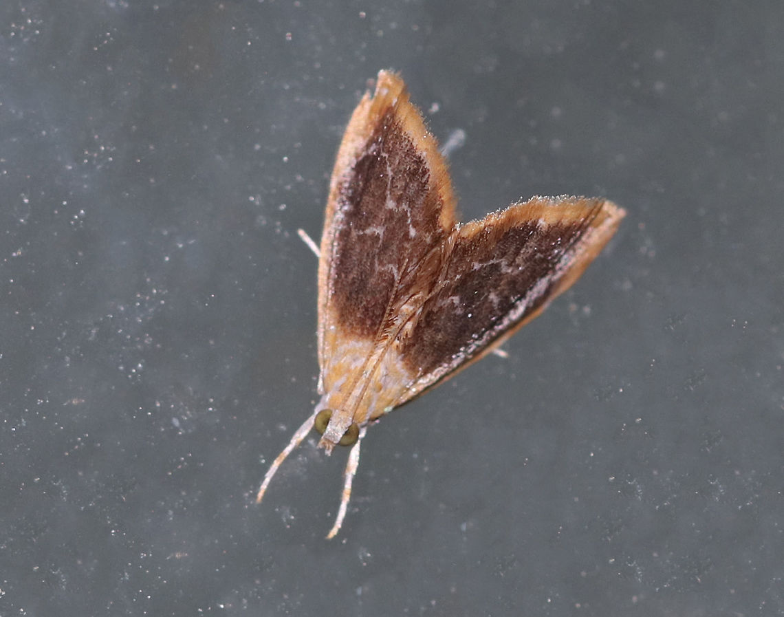 Glaphyria fulminalis - Black-patched Glaphyria TL: ~7 mm. FW with zigzag lines that cut through large, dark brown median patch.  Hosts: Unknown<br />
<br />
Habitat: Attracted to LED lights (395 and 385) in a semi-rural area Black-patched Glaphyria,Geotagged,Glaphyria fulminalis,Summer,United States,glaphyria,moth