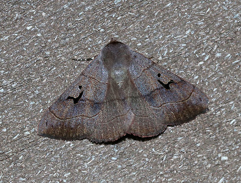 Brown Panopoda - Panopoda carneicosta WS: ~40 mm. FW brown, with a tint of violet gray. Thin brown AM, median, and PM lines; black orbicular dot and L-shaped reniform spot. Host: Hickory

Habitat: Attracted to LED lights (395 and 385) in a semi-rural area Brown Panopoda,Geotagged,Panopoda carneicosta,Summer,United States