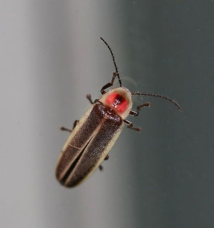 Common Eastern Firefly - Photinus pyralis Habitat: Attracted to a light in a semi-rural area Common eastern firefly,Geotagged,Photinus pyralis,Summer,United States,beetle,firefly,photinus