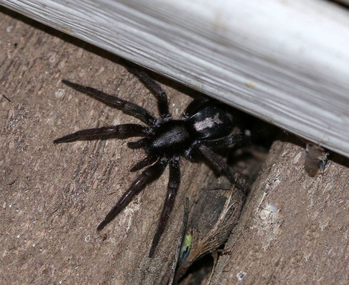 Eastern Parson Spider - Herpyllus ecclesiasticus ~15 mm. Silvery/white dorsal stripe on the abdomen, which resembles a cravat worn by a parson during the 1800's, hence the common name.<br />
<br />
Habitat: Hunting near my moth light Eastern Parson Spider,Geotagged,Herpyllus,Herpyllus ecclesiasticus,Summer,United States,spider