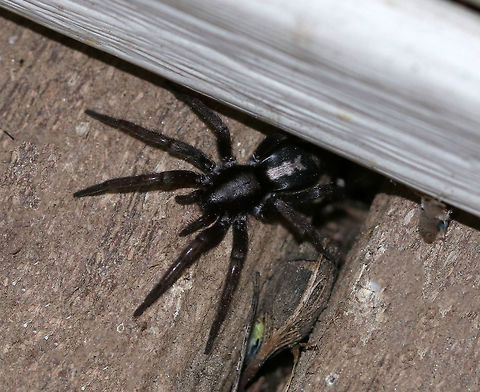 Eastern Parson Spider - Herpyllus ecclesiasticus ~15 mm. Silvery/white dorsal stripe on the abdomen, which resembles a cravat worn by a parson during the 1800's, hence the common name.

Habitat: Hunting near my moth light Eastern Parson Spider,Geotagged,Herpyllus,Herpyllus ecclesiasticus,Summer,United States,spider