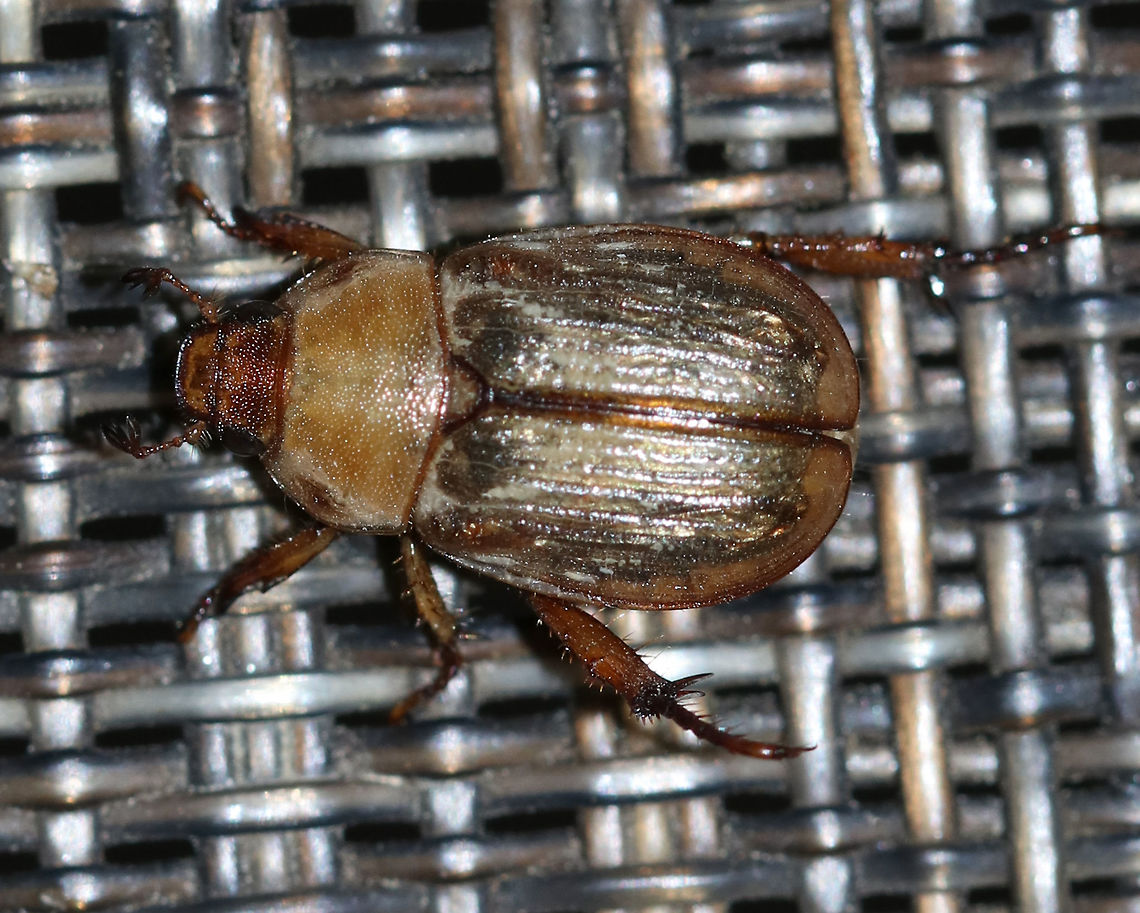 Oriental Beetle - Exomala orientalis <br />
Habitat: attracted to a light in a semi-rural area Exomala orientalis,Geotagged,Oriental beetle,Summer,United States,beetle