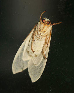 Banded tussock moth - Halysidota tessellaris Total length: ~25 mm. Pale pinkish tan forewing with irregular pattern of slightly darker bands. Thorax has blue and yellow dorsal stripes.

Habitat: Attracted to a light in a semi-rural area, and having a staring contest with my cats. Banded tussock moth,Geotagged,Halysidota tessellaris,Summer,United States