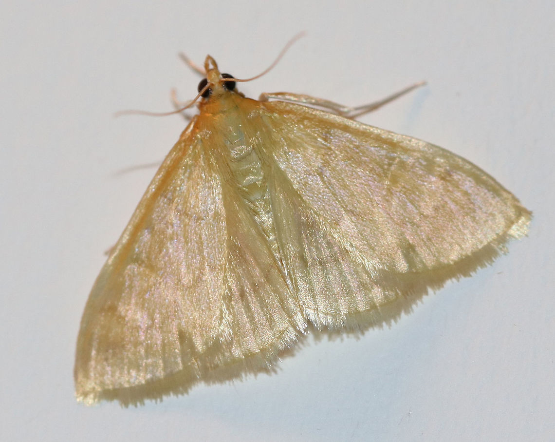 Hahncappsia marculenta This moth was a shimmery, pale yellow color with diffuse bands.  *Species ID is in the process of being verified.<br />
<br />
Habitat: Attracted to a 395 nm LED light in a semi-rural area<br />
<br />
 Geotagged,Hahncappsia,Hahncappsia marculenta,Summer,United States,moth