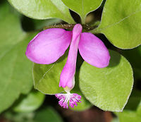 Fringed Polygala - Polygala paucifolia Fringed polygala is a beautiful, orchid-like wildflower that emerges from creeping, partly underground stems. The flower has 3 pink petals, which form a tube with a finely fringed pink crest.<br />
<br />
Habitat: Mixed forest<br />
https://www.jungledragon.com/image/81670/fringed_polygala_-_polygala_paucifolia.html Fringed polygala,Geotagged,Polygala paucifolia,Spring,United States