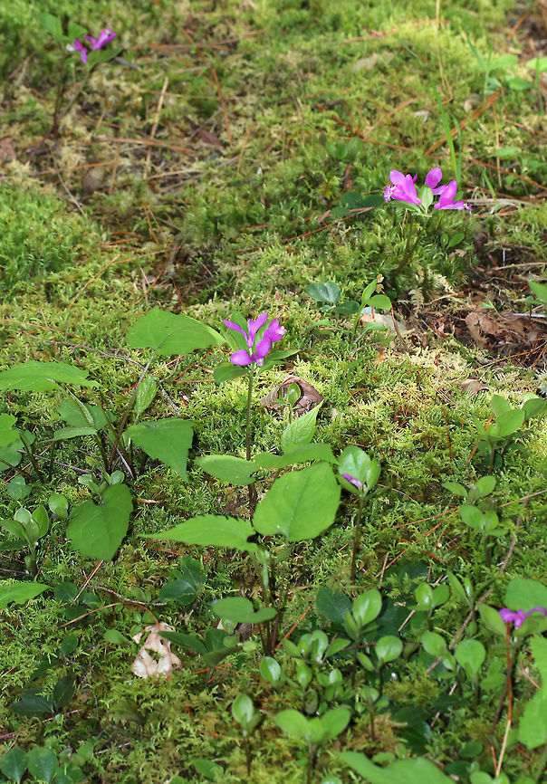 Fringed Polygala - Polygala paucifolia Fringed polygala is a beautiful, orchid-like wildflower that emerges from creeping, partly underground stems. The flower has 3 pink petals, which form a tube with a finely fringed pink crest.<br />
<br />
Habitat: Mixed forest<br />
<figure class="photo"><a href="https://www.jungledragon.com/image/81669/fringed_polygala_-_polygala_paucifolia.html" title="Fringed Polygala - Polygala paucifolia"><img src="https://s3.amazonaws.com/media.jungledragon.com/images/3232/81669_thumb.jpg?AWSAccessKeyId=05GMT0V3GWVNE7GGM1R2&Expires=1770854410&Signature=n4Hqljtvbkglqf9IiiLlN5X0ktg%3D" width="200" height="174" alt="Fringed Polygala - Polygala paucifolia Fringed polygala is a beautiful, orchid-like wildflower that emerges from creeping, partly underground stems. The flower has 3 pink petals, which form a tube with a finely fringed pink crest.<br />
<br />
Habitat: Mixed forest<br />
https://www.jungledragon.com/image/81670/fringed_polygala_-_polygala_paucifolia.html Fringed polygala,Geotagged,Polygala paucifolia,Spring,United States" /></a></figure> Fringed polygala,Geotagged,Polygala paucifolia,Spring,United States