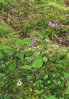 Fringed Polygala - Polygala paucifolia Fringed polygala is a beautiful, orchid-like wildflower that emerges from creeping, partly underground stems. The flower has 3 pink petals, which form a tube with a finely fringed pink crest.

Habitat: Mixed forest
https://www.jungledragon.com/image/81669/fringed_polygala_-_polygala_paucifolia.html Fringed polygala,Geotagged,Polygala paucifolia,Spring,United States