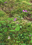 Fringed Polygala - Polygala paucifolia Fringed polygala is a beautiful, orchid-like wildflower that emerges from creeping, partly underground stems. The flower has 3 pink petals, which form a tube with a finely fringed pink crest.<br />
<br />
Habitat: Mixed forest<br />
https://www.jungledragon.com/image/81669/fringed_polygala_-_polygala_paucifolia.html Fringed polygala,Geotagged,Polygala paucifolia,Spring,United States