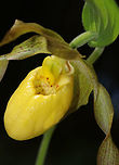 Greater Yellow Lady's Slipper - Cypripedium parviflorum I usually find these in early June, so they were a bit early this year!<br />
<br />
Large, yellow flower on the end of a leafy stalk. Flowers have an inflated, yellow, pouch-shaped lip petal. <br />
This flower is listed as "Exploitably Vulnerable" in New York. This designation means that this species is likely to become threatened in the near future throughout its range if causal factors continue unchecked.<br />
<br />
Habitat: Mostly coniferous forest<br />
https://www.jungledragon.com/image/81675/greater_yellow_ladys_slipper_-_cypripedium_parviflorum.html Cypripedium parviflorum,Geotagged,Spring,United States,Yellow lady's slipper