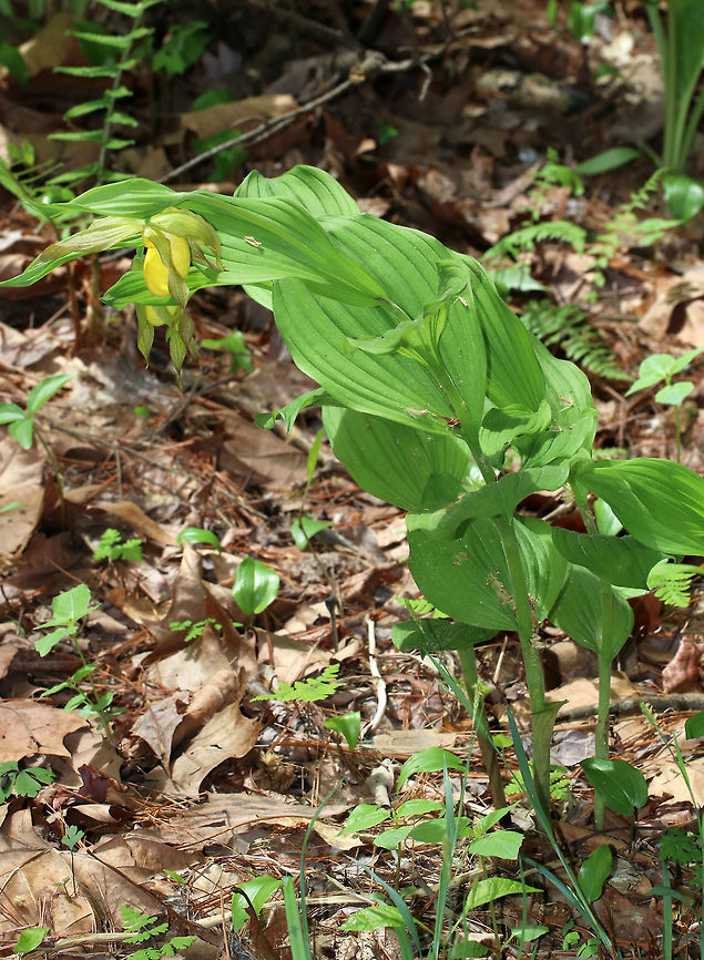 Greater Yellow Lady's Slipper - Cypripedium parviflorum I usually find these in early June, so they were a bit early this year!<br />
<br />
Large, yellow flower on the end of a leafy stalk. Flowers have an inflated, yellow, pouch-shaped lip petal. <br />
This flower is listed as &quot;Exploitably Vulnerable&quot; in New York. This designation means that this species is likely to become threatened in the near future throughout its range if causal factors continue unchecked.<br />
<br />
Habitat: Mostly coniferous forest<br />
<figure class="photo"><a href="https://www.jungledragon.com/image/81674/greater_yellow_ladys_slipper_-_cypripedium_parviflorum.html" title="Greater Yellow Lady&#039;s Slipper - Cypripedium parviflorum"><img src="https://s3.amazonaws.com/media.jungledragon.com/images/3232/81674_thumb.jpg?AWSAccessKeyId=05GMT0V3GWVNE7GGM1R2&Expires=1759968010&Signature=Eo7mPHk7ofZ7D%2Bx%2BYbOv6ajvD1U%3D" width="110" height="152" alt="Greater Yellow Lady&#039;s Slipper - Cypripedium parviflorum I usually find these in early June, so they were a bit early this year!<br />
<br />
Large, yellow flower on the end of a leafy stalk. Flowers have an inflated, yellow, pouch-shaped lip petal. <br />
This flower is listed as &quot;Exploitably Vulnerable&quot; in New York. This designation means that this species is likely to become threatened in the near future throughout its range if causal factors continue unchecked.<br />
<br />
Habitat: Mostly coniferous forest<br />
https://www.jungledragon.com/image/81675/greater_yellow_ladys_slipper_-_cypripedium_parviflorum.html Cypripedium parviflorum,Geotagged,Spring,United States,Yellow lady&#039;s slipper" /></a></figure> Cypripedium parviflorum,Geotagged,Spring,United States,Yellow lady's slipper